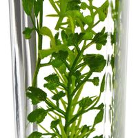 ハーバリウム/多肉植物3種セット プリマ（直送品）