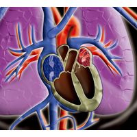 アーテック サイエンスチェンジングカード（心臓） 8900 5枚（直送品）