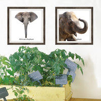 マッチングジャパン フチなし ラミあり フレームステッカー リアル動物『動物_19』 CO-9061-AS 1個(2枚セット)（直送品）