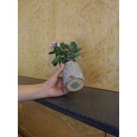 富士パックス販売 Reペタ「ラージサイズ」 4520434083203 1セット（10個）（直送品）