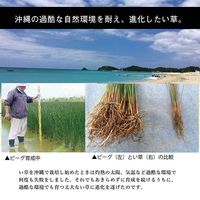 イケヒコ DX沖縄ビーグ ラグ 1300×2000mm 1050750011803 1枚（直送品）