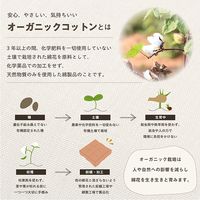 イケヒコ クララ BOXクッション グリーン 1210250121801 1個（直送品）