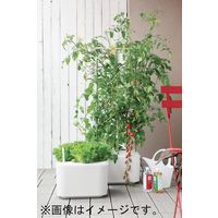 協和 ホームハイポニカ MASUCO 2057316 1個