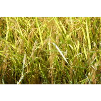 山形県産はえぬき 10kg（5kg×2） 【無洗米】 令和4年産 米 お米