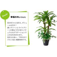 ファミリー・ライフ 人工観葉植物 ベンジャミン&幸福の木 インテリアグリーン 0396510 1セット(2本入)