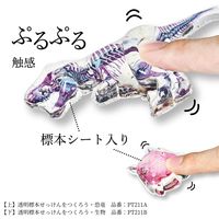 クツワ 透明標本せっけんをつくろう・生物 PT211B 1個