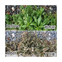 アズワン 除草材 草枯れ一番 シャワー 1000mL 63-7914-68 1個（直送品）