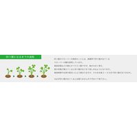 聖新陶芸 聖新 みつかる四葉クローバー栽培セット GD-592 1箱