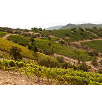 チリ ルイスフェリペエドワーズ ソーヴィニョンブラン 白ワイン 辛口 750ml 1本　三菱食品