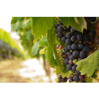 チリ ルイスフェリペエドワーズ ダンシングフレイム ブリュット スパークリングワイン 白 やや辛口 750ml 1本　三菱食品