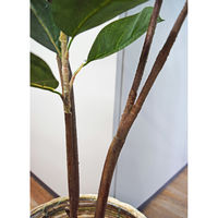 アスカ商会 ラバーツリー(ポット付) A-50802-051A 1個（直送品）