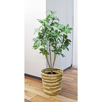 アスカ商会 シェフレラ(ポット付) A-50852-051A 1個（直送品）