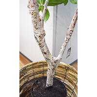 アスカ商会 ローレルツリー(ポット付) A-50912-051A 1個（直送品）