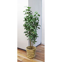 アスカ商会 シェフレラ(ポット付) A-50859-051A 1個（直送品）