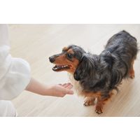 アイリスオーヤマ まるごとささみジャーキー細切り プレーン100g P-IJ-HSE100 1袋（直送品）