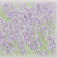 山櫻 印刷付名刺用紙 フォト名刺 FL-7 ラベンダー 4 (50枚) YAMA-3122-0015 1個(50枚)（直送品）