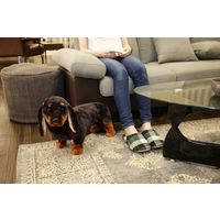 不二貿易 ぬいぐるみ ダックスフンド 6551-22 (34484) 幅220×奥行600×高さ380mm 47323（直送品）