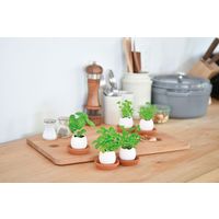 聖新陶芸 聖新 EG-5705 エッグリング クローバー　1個（直送品）