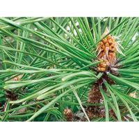 聖新陶芸 ソダテマス 盆栽セット 黒松 GD-84601 1個