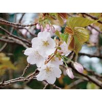 聖新陶芸 聖新 GD-84602 ソダテマス 盆栽セット 桜 1個（直送品）