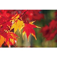 聖新陶芸 聖新 GD-84603 ソダテマス 盆栽セット もみじ 1個（直送品）