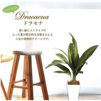 ササガワ フェイクグリーン・人工観葉植物 ドラセナ Mサイズ 32-8709 1個（直送品）