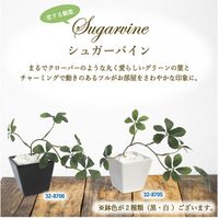 ササガワ フェイクグリーン・人工観葉植物 シュガーバイン WHT Sサイズ 32-8705 1個（直送品）