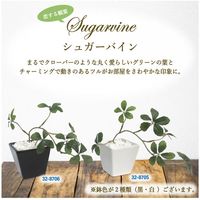 ササガワ フェイクグリーン・人工観葉植物 シュガーバイン BLK Sサイズ 32-8706 1個（直送品）