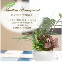 ササガワ フェイクグリーン・人工観葉植物 モンステラ寄植え Sサイズ 32-8708 1個（直送品）