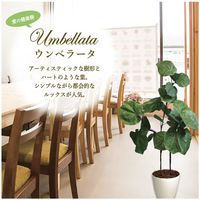 ササガワ フェイクグリーン・人工観葉植物 ウンベラータ Lサイズ 32-8722 1個（直送品）