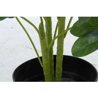 不二貿易 ヤドリフカノキ 216 52693 1個