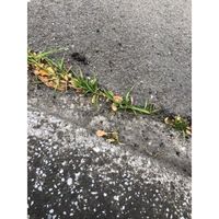 シャープ化学工業 防草用のスキマフィル グレー 905140 1個