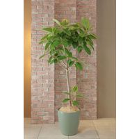 アップルウェアー ラスターポット 370型 オリーブグリーン 4905980122802 1個（直送品）