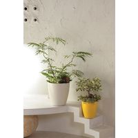 アップルウェアー ラスターポット 265型 ホワイト 4905980123267 1個