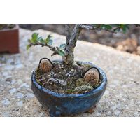 花ごころ 開運 中粒 3kg 4977445100809 1個（直送品）