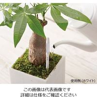 キャビノチェ 水やりチェッカー(SUSTEE) M グリーン 4-1456-04 1個（直送品）