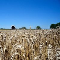 モンテ物産 カプート サッコロッソ クオーコ 1kg 1セット（1袋×3）ピザ粉 小麦粉