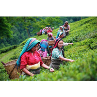 リプトン　エクストラクオリティー ダージリン　1個（450g）