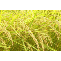 沁米酒 米だけの酒 清酒 紙パック 2000ml 1本（わけあり品）