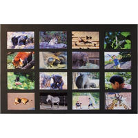 マルアイ マス目模造紙プルタイプ 20枚 黒 マ-21D 1箱（直送品）