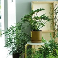 【園芸用品】Prosperplast PROSP TUBOエコポット　鉢カバー 13 コーヒー 45010 1個