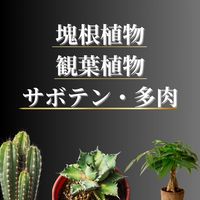 【園芸用品】プロトリーフ 室内向け観葉・多肉の土プレミアム 3.5L 1袋