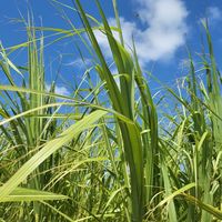 波照間島産黒糖250g 1袋 ゆうな物産