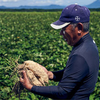 薩摩酒造 さくら白波 25度 1.8L パック 1本 芋焼酎