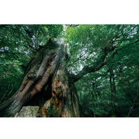 シヤチハタ ネーム9 メールオーダー式(100周年) 屋久島の杜 XL-9/CJ2(MO) 1個