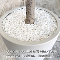 【軒先渡し】URBAN フェイクグリーン パキラ 幅800×奥行800×高さ1500mm アイボリー PAC-150IV 1台（直送品）