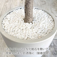 【軒先渡し】URBAN フェイクグリーン オリーブ 幅800×奥行800×高さ1500mm アイボリー OLE-150IV    1台（直送品）