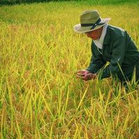 オコメヘアオイル 80ml AKOMEYA TOKYO/アコメヤ