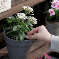 【園芸用品】フマキラー カダン感動肥料置くだけタブレットバイオパワー 150ｇ 4902424451511 1個