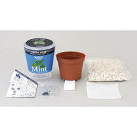 聖新陶芸 フレッシュベジハーブ ミント 102951 2個（直送品）